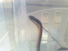 Philodryas nattereri