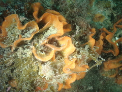 Pentapora foliacea