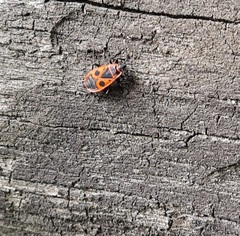 Pyrrhocoris apterus