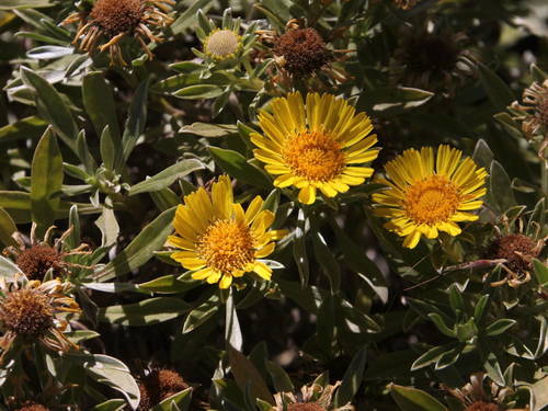 Asteriscus daltonii subsp. vogelii image