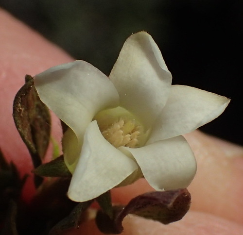 Diospyros pubescens, photograph 6