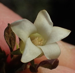 Diospyros pubescens, photograph Nicola van Berkel, CC BY-SA, iNaturalist via GBIF
