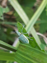 Chlorophanus viridis