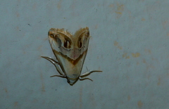 Eublemma exigua