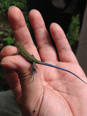 Aspidoscelis lineattissimus