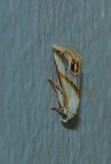 Eublemma exigua