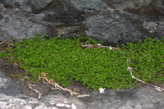 Crassula mataikona