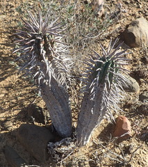 Euphorbia ferox