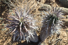 Euphorbia ferox