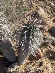 Euphorbia ferox