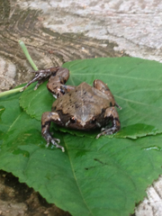 Hypopachus variolosus