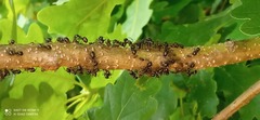Lasius