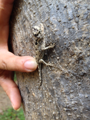 Sceloporus melanorhinus