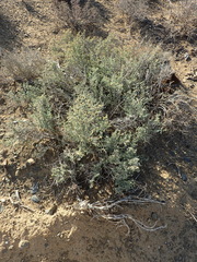 Tetraena chrysopteros