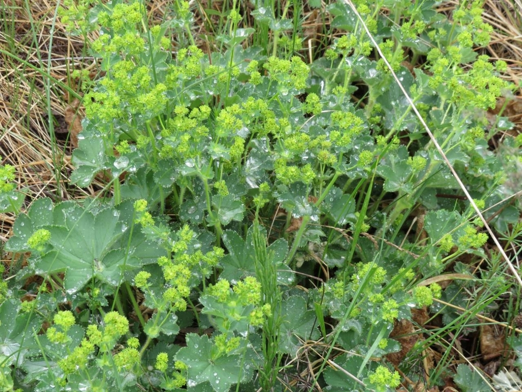 Alchemilla argutiserrata