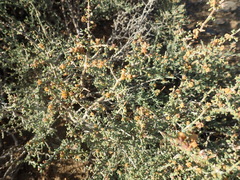 Tetraena chrysopteros