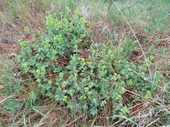 Alchemilla argutiserrata