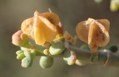 Tetraena chrysopteros