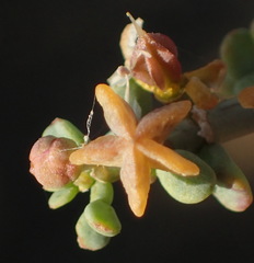 Tetraena chrysopteros