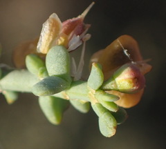 Tetraena chrysopteros