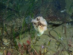 Brachaluteres jacksonianus