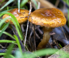 Cortinarius