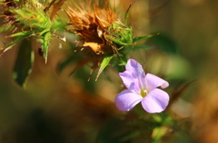 Barleria saxatilis