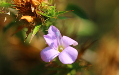 Barleria saxatilis