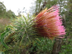 Cirsium subcoriaceum