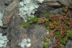Crassula mataikona