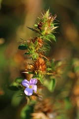 Barleria saxatilis