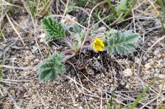 Potentilla sericea