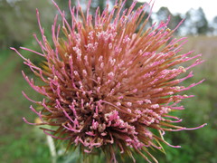 Cirsium subcoriaceum