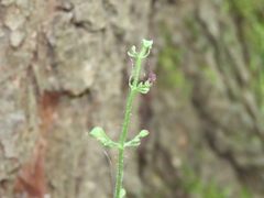 Scrophularia scorodonia