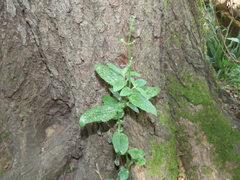 Scrophularia scorodonia
