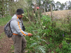Cirsium subcoriaceum