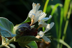 Barleria albostellata