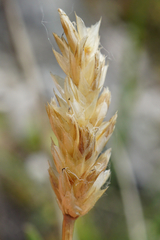 Sesleria sadleriana