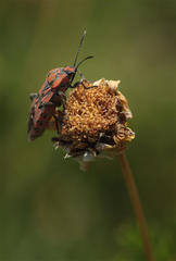 Spilostethus pandurus