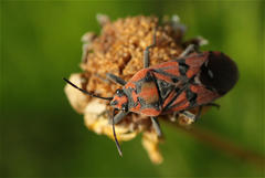 Spilostethus pandurus