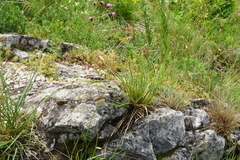 Sesleria sadleriana