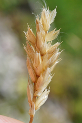 Sesleria sadleriana