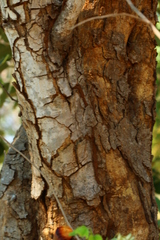Pterocarpus rotundifolius