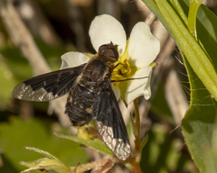 Hemipenthes morioides
