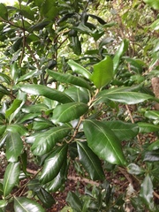 Planchonella costata