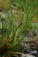 Sesleria sadleriana