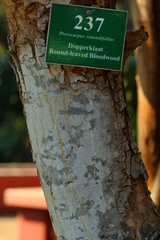 Pterocarpus rotundifolius