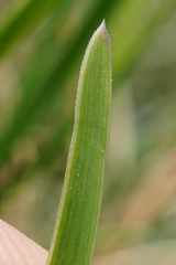 Sesleria sadleriana