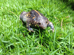 Rhinophrynus dorsalis