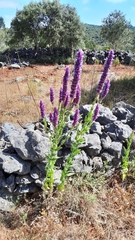 Nepeta tuberosa